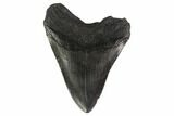 Fossil Megalodon Tooth - South Carolina #135933-2